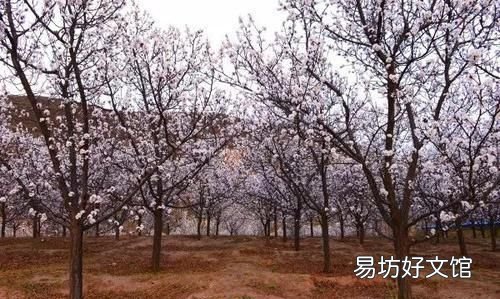 杏坛和杏林有什么区别:“杏坛”的由来
