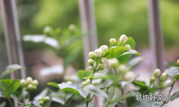 小叶栀子花叶子发黄怎么办,栀子花叶子卷曲干枯是怎么回事