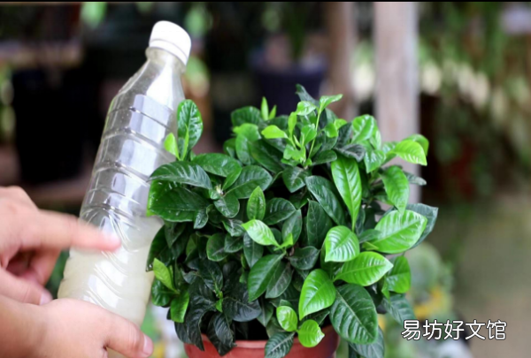 小叶栀子花叶子发黄怎么办,栀子花叶子卷曲干枯是怎么回事