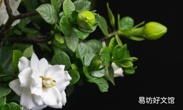 小叶栀子花叶子发黄怎么办,栀子花叶子卷曲干枯是怎么回事