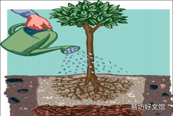 小叶栀子花叶子发黄怎么办,栀子花叶子卷曲干枯是怎么回事