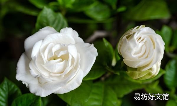 小叶栀子花叶子发黄怎么办,栀子花叶子卷曲干枯是怎么回事