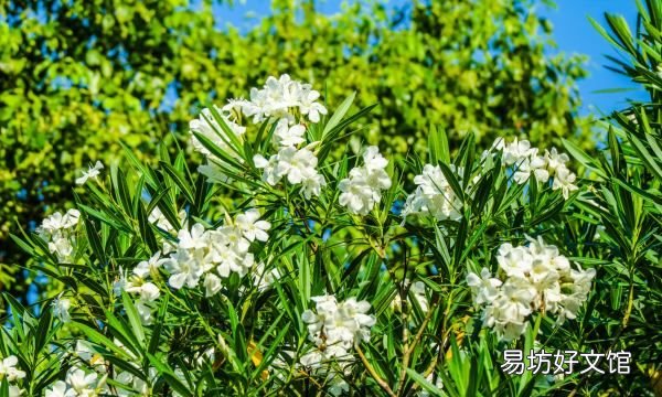 小叶栀子花叶子发黄怎么办,栀子花叶子卷曲干枯是怎么回事