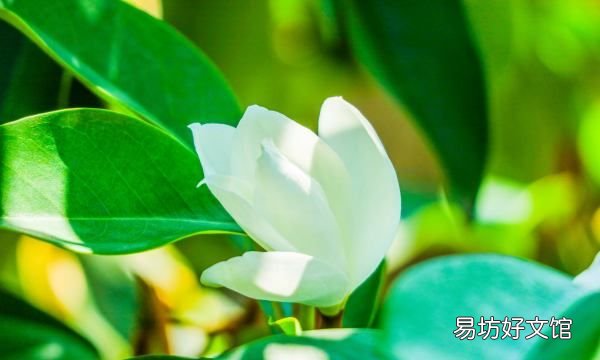 小叶栀子花叶子发黄怎么办,栀子花叶子卷曲干枯是怎么回事