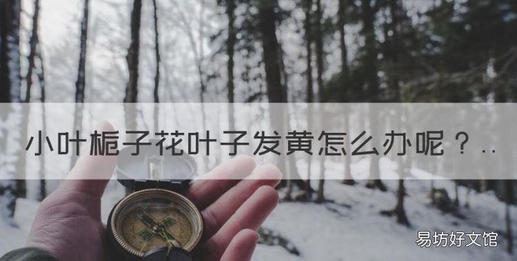 小叶栀子花叶子发黄怎么办,栀子花叶子卷曲干枯是怎么回事