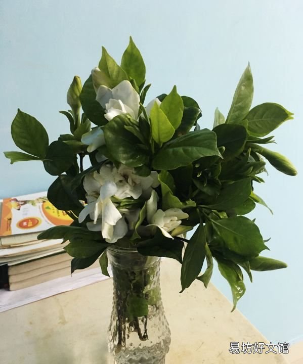 小叶栀子花叶子发黄怎么办,栀子花叶子卷曲干枯是怎么回事