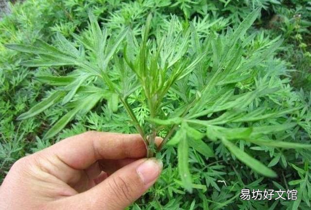 艾叶煮鸡蛋有什么功效和作用