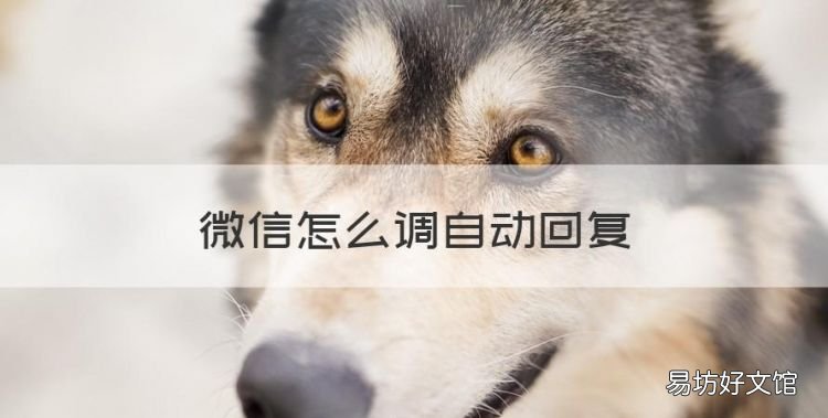 微信怎么调自动回复，微信怎么设置自动回复