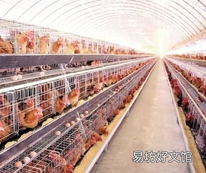 无菌蛋是怎么做到的,日料店里的无菌蛋是怎么做的