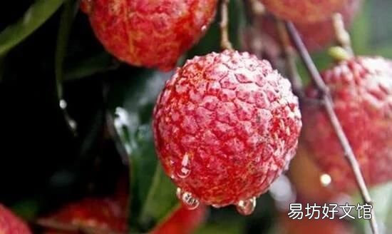 荔枝怎么吃才不会上火？ 吃荔枝上火怎么办?