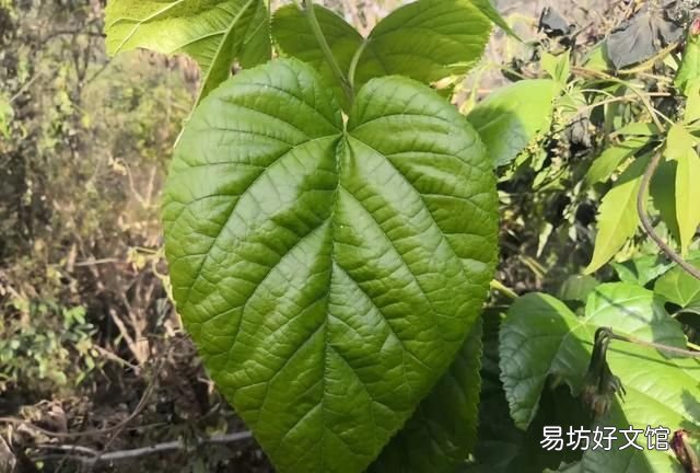 桑树叶是晒干还是阴干 桑叶的作用有哪些？