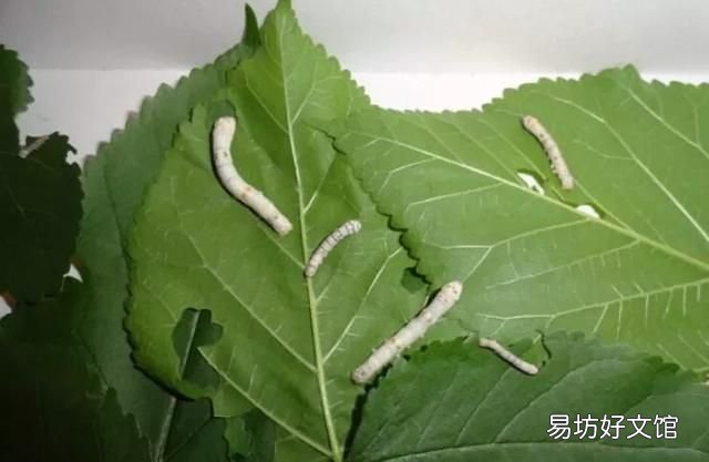 桑树叶是晒干还是阴干 桑叶的作用有哪些？
