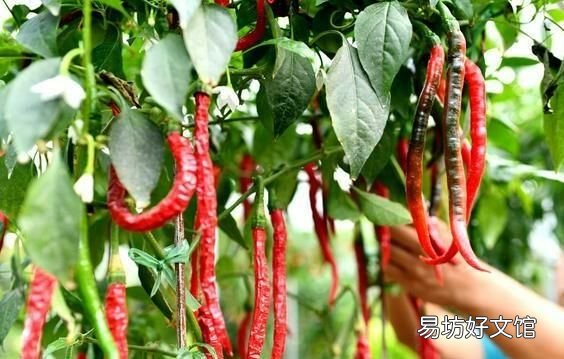 辣椒怎么腌制好吃