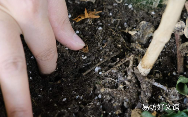 怎么样才能把花养好,杜鹃花怎么养才能更旺盛