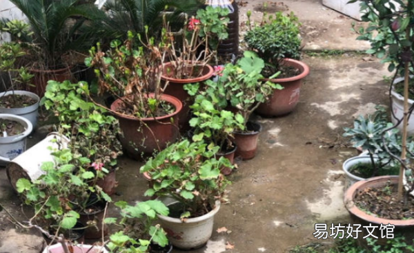 怎么样才能把花养好,杜鹃花怎么养才能更旺盛