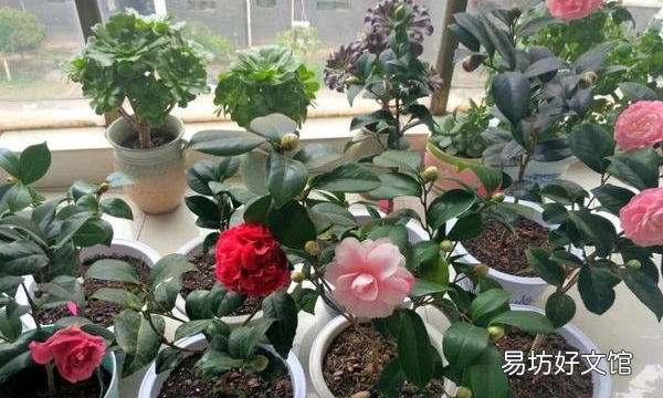 怎么样才能把花养好,杜鹃花怎么养才能更旺盛