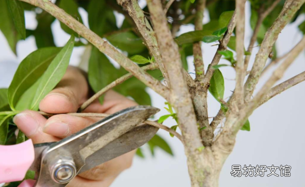 怎么样才能把花养好,杜鹃花怎么养才能更旺盛