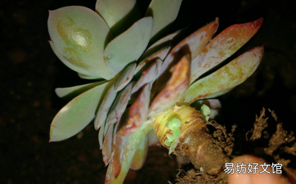 怎么样才能把花养好,杜鹃花怎么养才能更旺盛