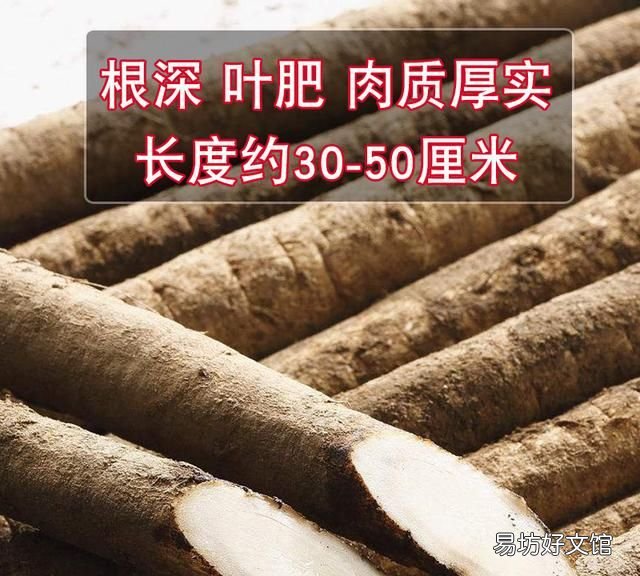 牛蒡植物学特征与生物学特性及栽培管理方法
