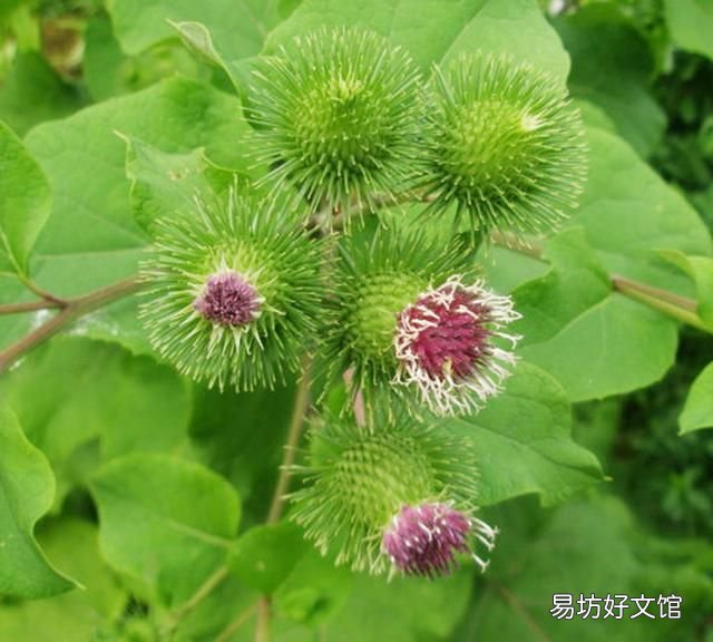 牛蒡植物学特征与生物学特性及栽培管理方法