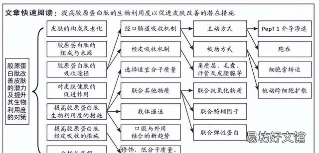 胶原肽，胶原蛋白肽改善皮肤的潜力及提升其生物利用度的对策