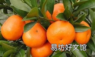 冬天常吃“橘子”好处多!食用别超量,专家:这个时间吃最无害