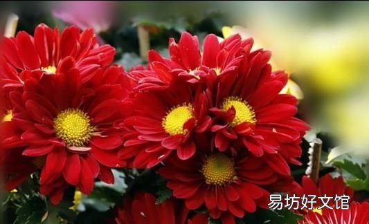 十种花不宜浇淘米水,淘米水浇花需要发酵多久?