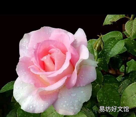 十种花不宜浇淘米水,淘米水浇花需要发酵多久?