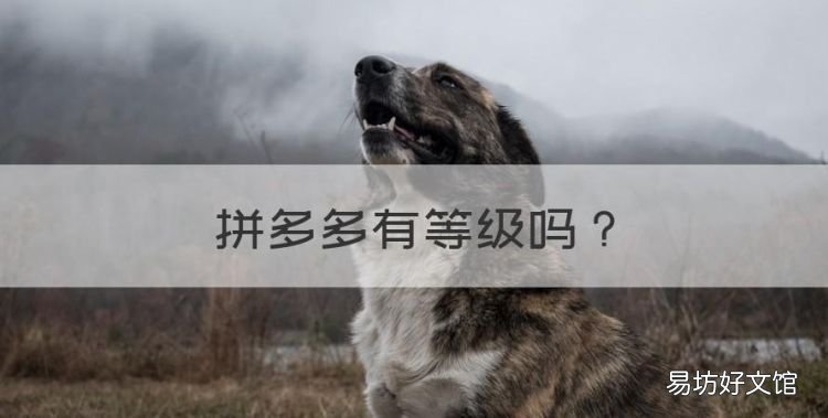 拼多多有等级,拼多多官方客服等级划分
