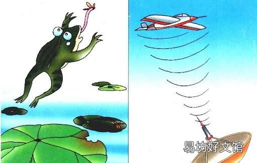 人们在什么动物身上得到了启示发明了什么