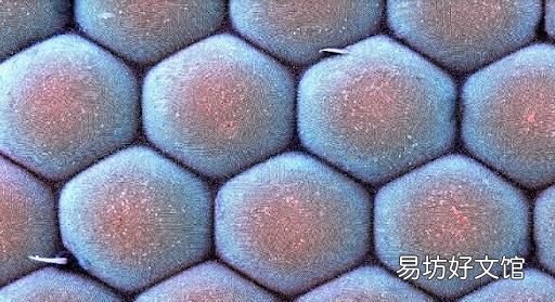 人们在什么动物身上得到了启示发明了什么
