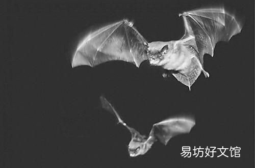 人们在什么动物身上得到了启示发明了什么
