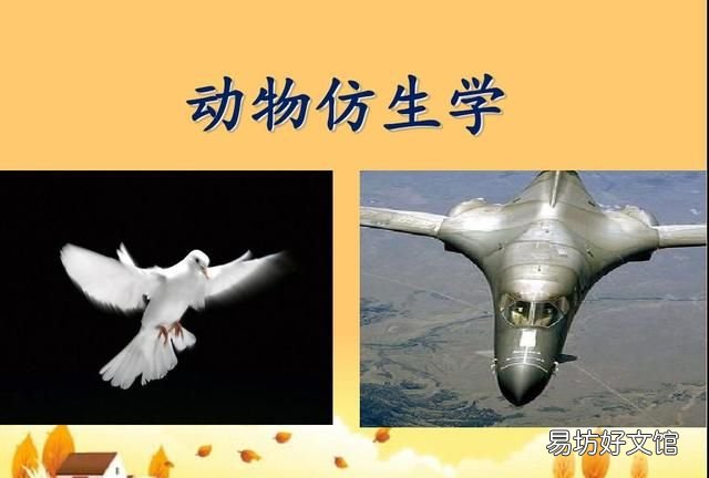 人们在什么动物身上得到了启示发明了什么