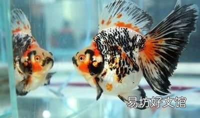 鱼缸里的硝化细菌几天能培养出来