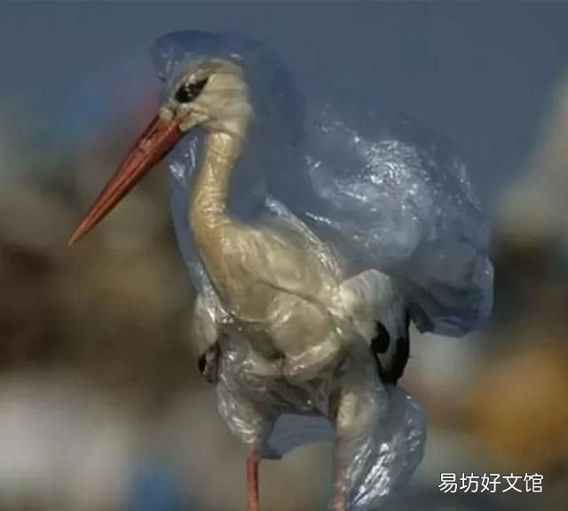 垃圾分类有什么重要意义:生活垃圾分类新规,你知道吗?