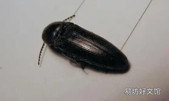 农村夏天晚上一开灯就会招来很多虫子,我想问问有什么办法能驱除这虫子