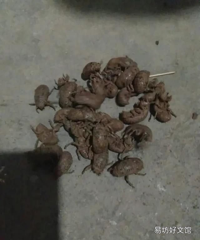 农村夏天晚上一开灯就会招来很多虫子,我想问问有什么办法能驱除这虫子
