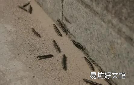 农村夏天晚上一开灯就会招来很多虫子,我想问问有什么办法能驱除这虫子