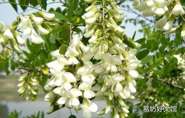 洋槐花饺子怎么做好吃,农村的洋槐花怎么做好吃又简单