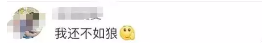 狗和狼的爱情故事