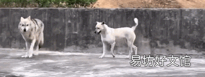 狗和狼的爱情故事