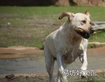 狗和狼的爱情故事