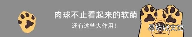 狗和狼的爱情故事