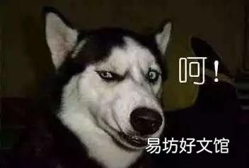 狗和狼的爱情故事