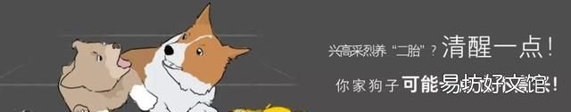 狗和狼的爱情故事