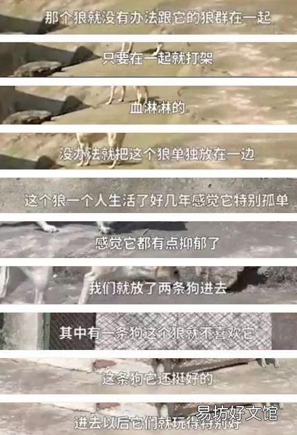 狗和狼的爱情故事