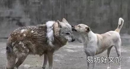 狗和狼的爱情故事