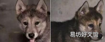 狗和狼的爱情故事