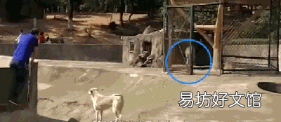 狗和狼的爱情故事