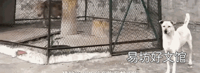 狗和狼的爱情故事